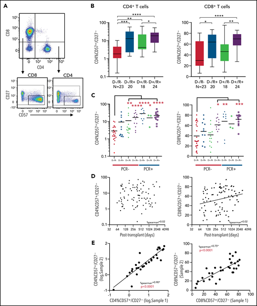 CD57+/CD27– T cells with respect to donor and recipient CMV serostatus. (A) Flow cytometry gating strategy use to identify CD57+/CD27– T cells. (B) Fraction of CD57+/CD27– population of CD4+ and CD8+ T cells with respect to CMV serostatus (D–/R–, D–/R+, D–/R–, D+/R+). (C) Fraction of CD57+/CD27– population of CD4+ and CD8+ T cells broken down by both CMV serostatus and posttransplant CMV reactivation status (PCR− or PCR+). (D) Fraction of CD57+/CD27– T-cell populations in relation to time of sample drawn from day of transplant. No significant temporal correlation was seen for the CD4 subset (rs = 0.024, P > .05). There was a marginal increase in expression over time for the CD8 subset (rs = 0.23, P = .035). (E) The fraction of CD57+/CD27– CD4+ and CD8+ T cells from baseline (sample 1, x-axis) to repeat sample (sample 2, y-axis) taken at a mean of 93 days (28-218) later were compared for 35 patients with repeat samples. There was a significant correlation between the 2 populations over time for both the CD4+ (log-log axis, rs = 0.90, P < .0001) and CD8+ T-cell subsets (rs = 0.75, P < .0001). Statistical significance is denoted by *P < .05, **P < .01, ***P < .001, ****P < .0001.