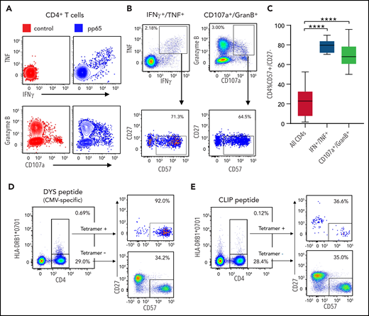 Profiling of pp65 peptide-stimulated CD4 T cells. (A) Twelve patient PBMC samples were treated with pp65 peptide or control (no peptide). Representative sample shows results of pp65-stimulated samples compared with control with respect to TNF and IFN-γ staining as well as Granzyme B and CD107a staining. (B) The fraction of CD57+/CD27– cells out of the TNF+/IFN-γ+ CD4+ subset as well as out of the GranB+/CD107a+ CD4+ subset is shown in a representative sample treated with pp65. (C) The fraction of CD57+/CD27– cells out of bulk CD4+ subsets, TNF+/IFNγ+ CD4+ subsets, and GranB+/CD107a+ CD4+ subsets show a higher percentage of CD57+/CD27– cells in the latter groups compared with the former (P < .0001, both groups). (D) Profiling of CD4+ T cells in a patient carrying class II allele HLA-DRB1*0701 with respect to CMV-specific peptide. CD4+ T cells in a patient carrying the class II HLA-DRB1*0701 allele profiled with tetramer HLA-DRB1*0701 loaded with the DYS peptide. (E) The same patient in panel D profiled with tetramer HLA-DRB1*0701 loaded with the irrelevant CLIP peptide. Statistical significance is denoted by ****P < .0001.