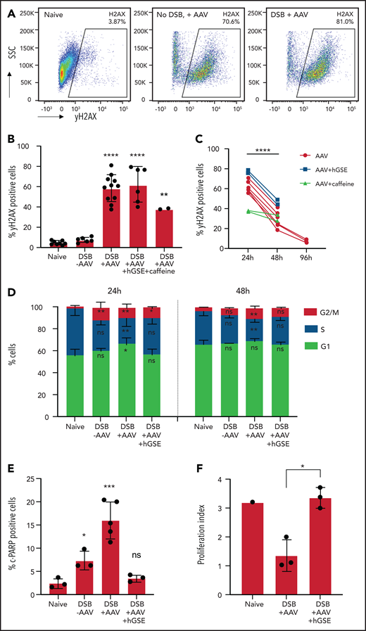 Effect of hGSE mRNA on DDR after GE with AAV. (A) Representative flow cytometric dot plots showing γH2AX expression in CD34+ cells (naive, AAV alone without Cas9/sgRNA-induced DSB, Cas9/sgRNA-induced DSB + AAV) 2 hours after treatment. (B) Histogram summarizing the percentages of γH2AX+ marker in the conditions indicated at 24 hours (h) after DSB induced by Cas9/sgRNA (data represent 2-7 independent experiments). (C) Evolution of percentages of γH2AX+ cells after 48 to 96 hours after treatment (data represent 2-7 independent experiments). Paired sample Student t test was used to compare the proportion of positive cells at 24 and 48 hours. (D) Percentage of CD34+ cells in G1, S, or G2/M cell cycle phases at 24 and 48 hours after treatment. Significance compared with naive condition is indicated. (E) Histograms summarizing the percentages of cleaved poly(ADP-ribose) polymerase (c-PARP)+ cells, a marker of apoptosis, at 24 hours in the conditions indicated (data are representative of 3 independent experiments). (F) Proliferation index (FlowJo software) comparing carboxyfluorescein succinimidyl ester (CFSE)–stained HSPCs at day 1 and day 6 post-EP (data are representative of 3 independent experiments). Data are shown as mean ± SD. ANOVA 1-way test and Tukey’s post hoc multiple comparisons test were used. *P < .05; **P < .01; ***P < .001; ****P < .0001. SSC, side scatter.