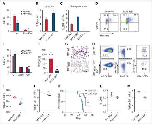 Ythdc1 plays a crucial role in leukemia stem cell maintenance. (A) Flow cytometric analysis of percentage of Lin– and Lin–cKit+ in MLL-AF9-WT and MLL-AF9-Ythdc1 HET cells, which were cultured in liquid medium with cytokines for 7 days. (B) Flow cytometric analysis of apoptosis percentage of Lin–cKit+ population from MLL-AF9-WT and MLL-AF9-Ythdc1 HET cells. (C) Flow cytometric analysis of percentage of L-GMP (Lin−c-Kit+Sca1−CD34+FcR-ϒ+) in BM cells from MLL-AF9-WT (MA9-WT), MLL-AF9-Ythdc1 HET (MA9-HET), and MLL-AF9-Ythdc1 KO (MA9-KO) leukemic mice. Mice were euthanized at the same time point, and BM cells were harvested for analysis when the mice (WT and HET) became moribund; n = 6 mice for the WT and HET groups, n = 4 mice for the KO group. (D-E) Flow cytometric analysis of LSC quiescence in MLL-AF9-WT (MA9-WT) and MLL-AF9-Ythdc1 HET (MA9-HET) primary mice. Gating strategy is shown in panel D. Cells were stained with DNA Dye Hoechst and RNA Dye Pyronin Y. Double-negative population indicated the G0 phase/quiescence; n = 6 mice for each group. (F) Complete blood cell count analysis of WBCs in the secondary recipient mice reconstituted with MLL-AF9-WT (MA9-WT) and MLL-AF9-Ythdc1 HET (MA9-HET) BM cells from the primary recipient mice; n = 5 mice for each group. (G) Wright-Giemsa–stained PB of the secondary MLL-AF9-WT (MA9-WT) and MLL-AF9-Ythdc1 HET (MA9-HET) mice. (H-I) Flow cytometric analysis of percentage of L-GMP (Lin−c-Kit+Sca1−CD34+FcR-ϒ+) in BM cells from the secondary recipient mice reconstituted with MLL-AF9-WT (MA9-WT) and MLL-AF9-Ythdc1 HET (MA9-HET) BM cells from the primary recipient mice. Gating strategy is shown in panel H. n = 6 mice for each group. (J) Flow cytometric analysis of percentage of cKit+Gr1– in BM cells of the secondary MLL-AF9-WT (MA9-WT) and MLL-AF9-Ythdc1 HET (MA9-HET) mice; n = 4 mice for each group. (K) Kaplan-Meier survival analysis of the secondary MLL-AF9-WT (MA9-WT) and MLL-AF9-Ythdc1 HET (MA9-HET) mice; n = 8 mice for the WT group, n = 10 mice for the HET group. Flow cytometric analysis of percentage of L-GMP (L) and cKit+Gr1– (M) in BM cells of the MLL-AF9-Ythdc1fl/fl ER Cre mice with or without TAM treatment; n = 4 mice for each group. Data are presented as mean ± standard deviation; Student t test or log-rank (Mantel-Cox) test for survival curve. *P < .05; **P < .01; ***P < .001.
