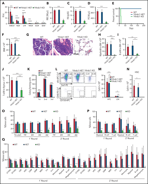 Ythdc1 is critical for normal hematopoiesis and HSC maintenance. Absolute number of WBCs, neutrophils (NE), lymphocytes (LY), monocytes (MO), eosinophils (EO), and basophils (BA) (A), as well as RBCs (B) and concentration of hemoglobin (C) and platelets (PLT) (D) in PB from Ythdc1fl/+ (WT), Ythdc1fl/+Mx1-Cre (Ythdc1 HET), and Ythdc1fl/flMx1-Cre (Ythdc1 KO) mice. Deletion was induced by pIpC injection; n = 4 mice for the WT and HET groups, n = 6 mice for the KO group. (E) Kaplan-Meier survival analysis of Ythdc1fl/+ (WT), Ythdc1fl/+Mx1-Cre (Ythdc1 HET), and Ythdc1fl/flMx1-Cre (Ythdc1 KO) mice. The graph starts from the first day after the third pIpC injection; n = 5 mice for the WT and HET groups, n = 6 mice for the KO group. (F) Total BM cell number in Ythdc1fl/+ (WT), Ythdc1fl/+Mx1-Cre (Ythdc1 HET), and Ythdc1fl/flMx1-Cre (Ythdc1 KO) mice; n = 4 mice for the WT and HET groups, n = 6 mice for the KO group. (G) Histologic analysis of hematoxylin and eosin–stained sternum from Ythdc1fl/+ (WT), Ythdc1fl/+Mx1-Cre (Ythdc1 HET), and Ythdc1fl/flMx1-Cre (Ythdc1 KO) mice; scale bar, 50 μM. Myeloid cell (Mac+Gr1+) number (H), B-cell (B220+) number (I) in BM, and T-cell number (J) in thymus in Ythdc1fl/+ (WT), Ythdc1fl/+Mx1-Cre (Ythdc1 HET), and Ythdc1fl/flMx1-Cre (Ythdc1 KO) mice; n = 4 mice for the WT and HET groups, n = 6 mice for the KO group. (K) Colony-forming units of BM cells from Ythdc1fl/+ (WT), Ythdc1fl/+Mx1-Cre (Ythdc1 HET), and Ythdc1fl/flMx1-Cre (Ythdc1 KO) mice; cells were resuspended and replated weekly in MethoCult medium containing cytokines, 10 000 cells for first input, 50 000 for second and third input. Number of LSK (M), HPCs (M), and HSC (N) in BM from Ythdc1fl/+ (WT), Ythdc1fl/+Mx1-Cre (Ythdc1 HET), and Ythdc1fl/flMx1-Cre (Ythdc1 KO) mice. Gating strategy is shown in panel L. HSC: Lin–c-Kit+Sca1+CD48–CD150+; LSK: Lin–c-Kit+Sca1+; HPC: Lin–cKit+Sca1–. n = 4 mice for the WT and HET groups, n = 3 mice for the KO group. (O) Flow cytometric analysis of the percentage of donor-derived cells in the first round and second round of recipient mice. pIpC was injected 1 month after transplantation; n = 4 mice for each group. (P) Flow cytometric analysis of the percentage of donor-derived myeloid cells, B and T cells in PB in the first round and second round of recipient mice 4 months after transplantation; n = 4 mice for each group. (Q) Flow cytometric analysis of the percentage of donor-derived cell populations in BM in the first round and second round of recipient mice, n = 4 mice for each group. Data are presented as mean ± standard deviation; Student t test or log-rank (Mantel-Cox) test for survival curve. *P < .05; **P < .01; ***P < .001. CMP, common myeloid progenitor; GMP, granulocyte-monocyte progenitor; LT-HSC, long-term HSC; MEP, megakaryocyte-erythroid progenitor; ST-HSC, short-term HSC.