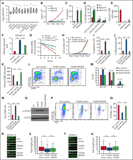 MCM4 mediates YTHDC1 functions in AML cells. (A) Comparison of the expression level of MCM4 in patients with primary AML bearing various chromosomal translocations vs those in BM HSCs collected from healthy donors. The expression values (detected by using Affymetrix exon arrays) were log2-transformed. The P value was detected by 1-way analysis of variance followed by multiple comparisons vs the HSC group. Normal: AML with normal karyotype; Complex: AML with complex karyotype. (B) Growth curve of MOLM-13 cells expressed Scramble shRNA (Scr), MCM4 shRNA1# (M4sh1#), and MCM4 shRNA2# (M4sh2#); cells were counted every 2 days. The P value was detected by 1-way analysis of variance followed by multiple comparisons vs the Scr group at day 7. (C) Flow cytometric analysis of apoptosis frequency of MOLM-13 cells expressed Scramble shRNA (Scr), MCM4 shRNA1# (M4sh1#), and MCM4 shRNA2# (M4sh2#). Annexin V+ indicated the apoptotic cells. (D) Flow cytometric analysis of differentiated cell frequency of MOLM-13 expressed Scramble shRNA (Scr), MCM4 shRNA1# (M4sh1#), and MCM4 shRNA2# (M4sh2#). (E) Colony-forming units of MOLM-13 cells expressed Scramble shRNA (Scr), MCM4 shRNA1# (M4sh1#), and MCM4 shRNA2# (M4sh2#). Colony number was counted after 7 days of plating. (F) qRT-PCR analysis of MCM4 expression in MOLM-13 cells expressed empty vector control, YTHDC1 WT (YTHDC1 wt), or YTHDC1 W377A W428A mutant (YTHDC1 mut). (G) The mRNA half-life of MCM4 in MOLM-13 cells expressed empty vector control, YTHDC1 WT (YTHDC1 wt), or YTHDC1 W377A W428A mutant (YTHDC1 mut). The P value was detected by using the Student t test between vector and YTHDC1 wt or YTHDC1 wt and mut 8 hours after actinomycin D treatment. (H) Cell growth curve of MOLM-13 cells expressed Scramble shRNA (Scr) or YTHDC1 shRNA2# (Ysh2#) with or without MCM4 expression. The P value was detected by using the Student t test between Scr+vector and Ysh2#+vector or Ysh2#+vector and Ysh2#+MCM4 at day 7. (I) Flow cytometric analysis of apoptosis frequency of MOLM-13 cells expressed Scramble shRNA (Scr) or YTHDC1 shRNA2# (Ysh2#) with or without MCM4 expression. (J) Flow cytometric analysis of differentiated cell frequency of MOLM-13 cells expressed Scramble shRNA (Scr) or YTHDC1 shRNA2# (Ysh2#) with or without MCM4 expression. (K) Colony-forming units of MOLM-13 cells expressed Scramble shRNA (Scr) or YTHDC1 shRNA2# (Ysh2#) with or without MCM4 expression. (L-M) Flow cytometric analysis of cell cycle in MOLM-13 cells expressed Scramble shRNA (Scr) or YTHDC1 shRNA2# (Ysh2#) with or without MCM4 expression. Gating strategy is shown in panel L. Cells were stained with 5-bromo-2′-deoxyuridine (BrdU) (to determine the S phase) and 4′,6-diamidino-2-phenylindole (DAPI) (to determine the DNA content). (N) Flow cytometric analysis of the percentage of p-γH2AX+ cells in MOLM-13 cells expressed Scramble shRNA (Scr) or YTHDC1 shRNA2# (Ysh2#) with or without MCM4 expression. (O) Western blot analysis of p-γH2AX expression in MOLM-13 cells expressed Scramble shRNA (Scr), YTHDC1 shRNA1# (Ysh1#), or YTHDC1 shRNA2# (Ysh2#) with or without MCM4 expression. ACTIN was served as an inner control. (P-Q) Flow cytometric analysis of the percentage of PCNA+ cells in MOLM-13 cells expressed Scramble shRNA (Scr) or YTHDC1 shRNA2# (Ysh2#) with or without MCM4 expression. Gating strategy is shown in panel P. Data are presented as mean ± standard deviation; Student t test. **P < .01; ***P < .001. (R) DNA fiber assay. Distributions of the iodo-deoxyuridine (IdU) track length were determined on IdU-labeled DNA fibers from MOLM-13 cells expressed Scramble shRNA (Scr) or YTHDC1 shRNA2# (Ysh2#) with or without MCM4 expression. (S) The IdU track lengths of 3 different groups were compared. (****P < .0001, Mann-Whitney U test). Mean lines in the boxes indicate the median value of at least 150 tracks per experimental condition. Scale bar, 5 μm. (T) DNA fiber assay. Distributions of the IdU track length were determined on IdU-labeled DNA fibers from KASUMI-1 cells expressed Scramble shRNA (Scr) or YTHDC1 shRNA2# (Ysh2#) with or without MCM4 expression. (U) The IdU track length of 3 different groups were compared. ****P < .0001, Mann-Whitney U test. Mean lines in the boxes indicate the median value of at least 80 tracks per experimental condition. Scale bar, 5 μm.