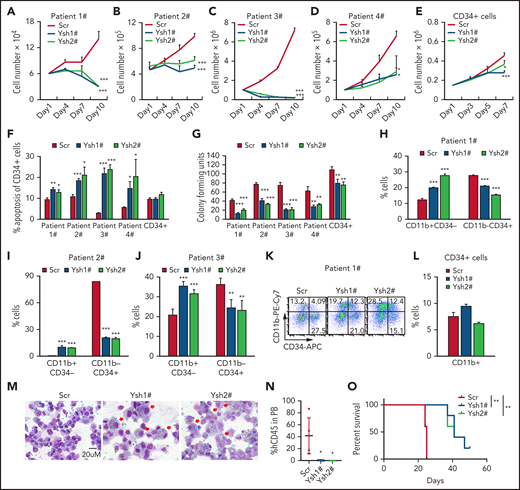 YTHDC1 KD inhibits leukemic potentials of human primary AML cells. Growth curve of primary AML cells from 4 different patients (A-D) and CD34+ cells (E) from healthy donors expressed Scramble shRNA (Scr), YTHDC1 shRNA1# (Ysh1#), and YTHDC1 shRNA2# (Ysh2#). CD34+ cells are mixed cells from 3 healthy donors. The experiments were performed in triplicate. The P value was detected by 1-way analysis of variance followed by multiple comparisons vs the Scr group at day 10 (for patient cells) or day 7 (for CD34+ cells). (F) Flow cytometric analysis of apoptosis frequency of CD34+ cells in patients with AML and CD34+ cells from healthy donor expressed Scramble shRNA (Scr), YTHDC1 shRNA1# (Ysh1#), and YTHDC1 shRNA2# (Ysh2#). (G) Colony-forming units of AML patient cells and CD34+ cells from healthy donor expressed Scramble shRNA (Scr), YTHDC1 shRNA1# (Ysh1#), and YTHDC1 shRNA2# (Ysh2#). A total of 50 000 cells per well were used for patient cell input and 2500 cells per well for healthy donor CD34+ cell input. Flow cytometric analysis of differentiated cell frequency of AML patient cells (H-J) and CD34+ (L) cells from healthy donor expressed Scramble shRNA (Scr), YTHDC1 shRNA1# (Ysh1#), and YTHDC1 shRNA2# (Ysh2#). (K) Gating strategy. (M) Wright-Giemsa–stained AML cell morphology, with differentiated cells indicated by red arrows; bar = 20 μM. (N) Flow cytometric analysis of the percentage of human leukemia cells (CD45+) in NSG mice–transplanted MOLM-13 cells expressed Scramble shRNA (Scr), YTHDC1 shRNA1# (Ysh1#), and YTHDC1 shRNA2# (Ysh2#). (O) Kaplan-Meier survival analysis of NSG mice–transplanted MOLM-13 cells expressed Scramble shRNA (Scr), YTHDC1 shRNA1# (Ysh1#), and YTHDC1 shRNA2# (Ysh2#). Data are presented as mean ± standard deviation; Student t test or log-rank (Mantel-Cox) test for survival curve. Experiments were performed in triplicate. *P < .05; **P < .01; ***P < .001.
