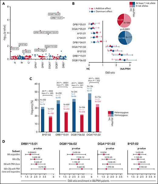 Risk allele profile analysis in idiopathic IAA and PNH patients. (A) Scatterplot representing the negative log10 of the adjusted P values (q value, Benjamini-Hochberg correction) resulting from the allele association analysis (see supplemental Methods). Alleles with significantly different genotypic distributions are labeled according to a dominant genetic model. (B) Forest plot reporting the OR defining the estimated effect size of alleles enriched in HC (protective) or in patients (risk). Blue markers describe OR resulting from the analysis of genotypic frequencies (dominant model); red triangles depict the OR deriving from analysis of allelic frequencies (additive model). The pie charts illustrate the distributions of subjects with ≥1 risk allele (darkest colors) or without any risk allele (brighter colors). (C) Barplot depicting the distribution of heterozygous (darkest) and homozygous (brightest) for the 4 risk alleles in controls and patients. Black numbers indicate the total of patients genotyped for the given locus. Colored numbers indicate the number of patients (blue) and controls (red) carriers of the risk alleles in heterozygous (darkest) or homozygous (brightest) configurations. A 2-sided Fisher test is applied to test the significance of associations with phenotype. (D) Forest plots showing the results of the binomial logistic regression analysis predicting the likelihood of each risk allele association with an IAA “immune-enriched” phenotype. HC cohort (n = 960) was used as a comparator group. All (n = 263); IAA responders (n = 141); IAA >20 years (n = 216); IAA with PNH clones (n = 135); IAA >20 years with PNH clone and responders (n = 59).