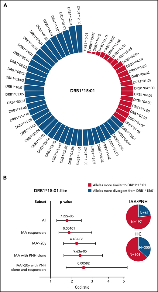 Simulated structural divergence between each class II risk allele and the pool of alleles present in DRB1 and DQB1 loci in patients and controls. (A) Circle graph representing the simulated divergences between DRB1*15:01 and each allele present in DRB1 locus of IAA/PNH patients and HC. Red bars illustrate the alleles more similar to DRB1*15:01 (divergent pairs located under the twenty-fifth percentile cutoff of the simulated distribution). (B) Forest plots showing the results of the binomial logistic regression analysis predicting the association between the presence of DRB1*15:01-like alleles and AA “immune-enriched” phenotypes. HCs (n = 960) were used as a comparator group. Pie charts describe the distribution of alleles more similar and more divergent from DRB1*15:01 in patients and controls. All (n = 263); IAA responders (n = 140); IAA >20 years (n = 216); IAA with PNH clones (n = 135); IAA >20 years with PNH clone and responders (n = 59). (C) Circle graph representing the simulated divergences between DQB1*06:02 and each allele present in DQB1 locus of IAA/PNH patients and HC. Red bars illustrate the alleles more similar to DQB1*06:02 (divergent pairs located under the twenty-fifth percentile cutoff of the simulated distribution). (D) Forest plots showing the results of the binomial logistic regression analysis predicting the association between the presence of DQB1*06:02-like alleles and an IAA “immune-enriched” phenotype. HCs (n = 960) were used as a comparator group. Pie charts describe the distribution of alleles more similar and more divergent from DQB1*06:02 in patients and controls.