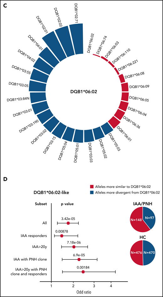 Simulated structural divergence between each class II risk allele and the pool of alleles present in DRB1 and DQB1 loci in patients and controls. (A) Circle graph representing the simulated divergences between DRB1*15:01 and each allele present in DRB1 locus of IAA/PNH patients and HC. Red bars illustrate the alleles more similar to DRB1*15:01 (divergent pairs located under the twenty-fifth percentile cutoff of the simulated distribution). (B) Forest plots showing the results of the binomial logistic regression analysis predicting the association between the presence of DRB1*15:01-like alleles and AA “immune-enriched” phenotypes. HCs (n = 960) were used as a comparator group. Pie charts describe the distribution of alleles more similar and more divergent from DRB1*15:01 in patients and controls. All (n = 263); IAA responders (n = 140); IAA >20 years (n = 216); IAA with PNH clones (n = 135); IAA >20 years with PNH clone and responders (n = 59). (C) Circle graph representing the simulated divergences between DQB1*06:02 and each allele present in DQB1 locus of IAA/PNH patients and HC. Red bars illustrate the alleles more similar to DQB1*06:02 (divergent pairs located under the twenty-fifth percentile cutoff of the simulated distribution). (D) Forest plots showing the results of the binomial logistic regression analysis predicting the association between the presence of DQB1*06:02-like alleles and an IAA “immune-enriched” phenotype. HCs (n = 960) were used as a comparator group. Pie charts describe the distribution of alleles more similar and more divergent from DQB1*06:02 in patients and controls.