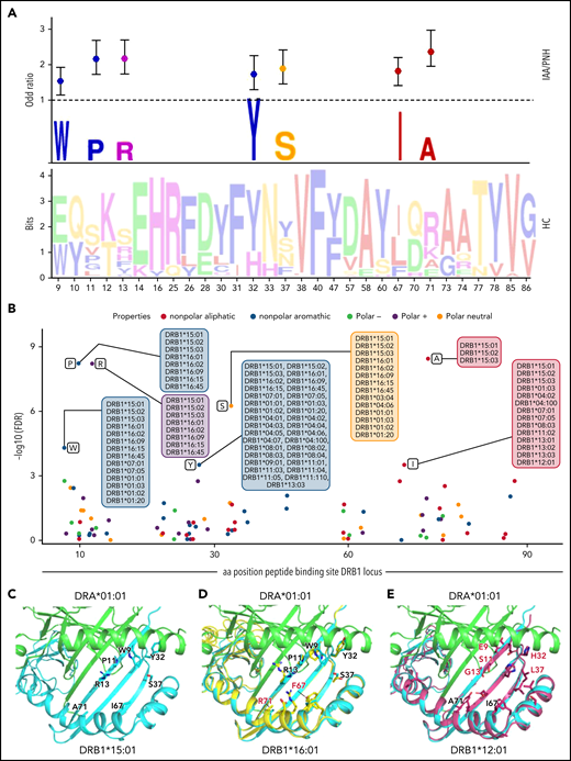 Recursive analysis of the amino acid sequence within the peptide-binding site of DRB1 locus. (A) Lower panel: WebLogo visualization representing the contribution of single amino acids within the variable portion of the peptide-binding site of DRB1 locus. The x-axis indicates each variable position (as per IPD-IMGT-HLA reference). Letters represent each possible amino acid at each given position. Letter height illustrates the frequency of each amino acid in a healthy control population. Colors indicate the chemico-physical properties as per legend in panel B. Upper panel: stylized visualization of amino acids differentially distributed between HC and IAA/PNH cohorts. Letter height illustrates the frequency of each amino acid in the disease population. Markers indicate the OR resulting from the logistic regression analysis studying each amino acidic contribution in determining the phenotype (see supplemental Methods and supplemental Table 10). (B) Scatterplot showing the significance level of each variable amino acid in the peptide-binding site of DRB1 locus found enriched in IAA/PNH population compared with HC. Each dot represents the negative log10 for the adjusted P value (q value) referring to each amino acid. The position on the x-axis indicates the position within the peptide-binding site according to IPD-IMGT-HLA reference. Only the amino acids presenting a q value <10-e4 are considered significant for this analysis and labeled in the figure. Alleles presenting the indicated amino acid at the given position are indicated in the boxes. Colors represent the chemico-physical properties as per legend. (C) Crystallographic structure showing the position of the 7 amino acids significantly enriched in the peptide-binding groove of DR molecules of IAA/PNH patients. This 3D structure has been visualized with the PyMOL program based on the structure of DRB1*15:01-DRA*01:01-myelin binding protein (PDB:1BX2) and HLA sequences retrieved from IPD-IMGT/HLA database v.3.40. Only the 7 amino acids identified in the previous analysis have been highlighted. (D) Binding site of DRB1*16:01-DRA*01:01 based on the homology model of DRB1*16:01. The structure of DRB1*16:01 has been superimposed to DRB1*15:01. Residues differing from the risk pattern seen in DRB1*15:01 are colored in red. (E) Binding site of DRB1*12:01-DRA*01:01 based on the homology model of DRB1*12:01. The structure of DRB1*12:01 has been superimposed to the structure of DRB1*15:01. Residues differing from the risk pattern seen in DRB1*15:01 are colored in red. aa, amino acid; HC, healthy control.