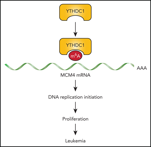 m6A reader protein YTHDC1 promotes leukemogenesis by stabilizing m6A-marked MCM4 mRNA. YTHDC1 is highly expressed in malignant hematopoietic cells, which contributes to preservation of MCM4 transcripts. This leads to stabilization of the replication initiation complex through adequate levels of MCM4, which in turn supports the rapid proliferation of malignant hematopoietic cells.