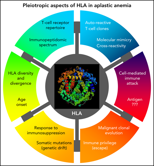The pleiotropic aspects of HLA in AA.