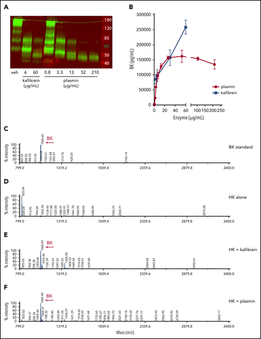 Plasmin cleaves HK to release BK in buffer. (A) Western blot depicting cleavage pattern of purified hHK enzymatically processed in vitro. The enzymatic concentration of PKa or plasmin, or vehicle (veh) control, is indicated below each lane, and incubation proceeded for 1 hour at 37°C. (B) Concentration of BK released in an enzymatic buffer system, measured by using ELISA. HK 80 µg/mL was incubated for 1 hour with either PKa or plasmin at indicated concentrations. Error bars represent standard deviation from the mean. (C) Mass spectra of BK standard (250 µg/mL). (D) Mass spectra of purified HK (800 µg/mL). (E) Mass spectra of HK (800 µg/mL) incubated with pKA (150 µg/mL) for 1 hour. (F) Mass spectra of HK (800 µg/mL) incubated with plasmin (150 µg/mL) for 1 hour. Molecular mass of 1060 interpreted as BK peptide.