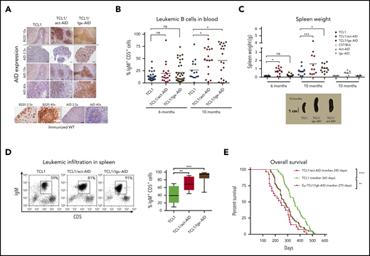 Overexpression of the AID transgene emulates a progressive CLL-like disease. (A) Immunohistochemical analyses of spleen sections from the 3 strains euthanatized after developing leukemia. As depicted, AID levels in both AID-DT strains appeared similar to, or even higher than in, GC B cells from immunized wild-type (wt) C57BL/6 mice examined in parallel. Cre-immunized wt animals were used as controls. Micrographs for each genotype depicting AID and B220 for 3 different magnifications are depicted. Insets/squares indicate the areas where augmentation was used. Scale bars: 500, 100, and 20 µm for original magnifications of ×2.5, ×10, and ×40, respectively. Mice between 8 and 10 months were used for these experiments. Within the sensitivity range achieved by immunocytochemistry, the relative AID protein levels of the DT-AID models correlated with mRNA measurements (supplemental Figure 1B). Overall, these data indicate that both DT-AID models develop leukemia with similar histopathology and, despite relatively higher AID expression, do not exhibit dysfunctional development and are suitable to study the influence of AID in CLL evolution. After antigen detection, each section was counterstained using Mayer’s hematoxylin. (B) Submandibular vein bleeding was performed for TCL1 and DT-AID mice at 6 and 10 months. Percentages of malignant IgM+CD5+ cells are shown for ≥15 animals of the 3 genotypes. At month 10, the TCL1/Igκ-AID mean was 46% ± 8%; the TCL1/act-AID mean was 47% ± 7%; and the TCL1 mean was 26% ± 5%. (C) Comparison of spleen weights of control wt mice and animals from the 3 genotypes (n ≥ 8). Representative images of spleens are shown under the chart. (D) To determine tumor burden in leukemic animals, 10 mice from each genotype were euthanized at 6 and 10 months of age. Spleens from the 3 strains at 10 months of age were disaggregated to evaluate leukemic infiltration (IgM+CD5+ cell percentage). The TCL1/Igκ-AID mean percentage was 87% ± 5%; the TCL1/act-AID mean percentage was 64% ± 7%; and the TCL1 mean percentage was 42% ± 7%. (E) Kaplan-Meier survival curves are shown for TCL1 (n = 51), TCL1/Igκ-AID (n = 63), and TCL1/act-AID (n = 27). Survival data were obtained by observing cohorts of 10 to 51 mice for each genotype. Differences in median overall survival for both DT-AID strains (medians: TCL1/Igκ-AID = 270 days and TCL1/act-AID mice = 245 days) compared with TCL1 mice (median, 356 days) were significant (log-rank test). Overall survival of the monotransgenic AID strains was comparable to TCL1 mice (supplemental Figure 1E). Only those mice (stipulated by end-point leukemia or dying with leukemia signs) were euthanized and included in the analysis of overall survival. *P < .05, **P < .001, ***P < .001, ****P < .0001. ns, not significant.