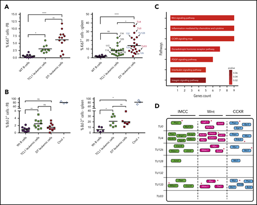 Proliferation/antiapoptotic markers and main genes/pathways affected by c-AID mutations in DT-AID mice. (A) Percentages of IgM+CD5+Ki67+ cells in the blood (left) and spleen (right) from wild-type (WT) controls (black circles), TCL1 (green circles), and DT-AID (red circles) mice determined by flow cytometry (n ≥ 10; 1-way, multiple comparison ANOVA). Arrows indicate the mouse used for the WES experiments (right panel). (B) Percentages of IgM+CD5+Bcl-2+ cells in the blood of wt (black circles), TCL1 (green squares), and DT-AID (red squares) mice. CD19+ cells from C57BL/6 mice and Jurkat T-cell line cells (ctrol +) are shown as controls. No significant differences exist (1-way, multiple comparison ANOVA; n ≥ 7). (A-B) *P < .05, **P < .001, ****P < .0001. (C) Signaling pathway analysis of the groups of genes harboring nonsynonymous c-AID mutations in DT-AID mice. The 7 pathways depicted were significantly enriched and are shown according to the number of affected genes (Panther Pathway enrichment analysis; P < .05). The 3 pathways with the highest gene counts were: “Inflammation mediated by chemokine and cytokines signaling” (IMCC; PPA: P00031), “Wnt signaling” (PPA: P00057), and “Cholecystokinin and gastrin receptors (CCKR) signaling” (PPA: P06959). (D) Mutated genes for each mouse in the 3 underlined pathways. Red asterisks identify genes previously involved in B-cell proliferative disorders.
