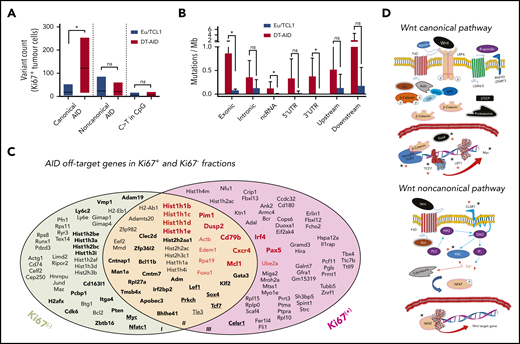 Genes mutated by AID in proliferating and resting leukemic cells. (A) Quantification of mutations in Ki67+ cells according to occurrence at canonical and noncanonical AID hotspots, and C>T transitions in CpG for TCL1 and DT-AID animals. Analyses of these data show that the c-AID mutation signature was significantly greater in the DT-AID than in the TCL1 mice (median, 121 ± 40 vs 18 ± 9, respectively; P = .027, 2-tailed, unpaired Student t test). (B) Genomic context of AID-related variants in Ki67+ cells of TCL1 and DT-AID mice. Significant differences using the 1-tailed exonic, unpaired Student t test (P = .04), ncRNA (P = .04), and 3′UTR (P = .03), were found. *P < .05 (A-B). (C) Graphical representation of the genes affected by nonsynonymous mutations (exonic, UTRs, and up/downstream regions), which adhered to the c-AID context in Ki67+ and Ki67− cells. Figure was generated using genes with >5 c-AID mutations; these are highlighted in bold letters. Red bold letters denote gene drivers described in CLL30,52 and DLBCL53 and in the KI67+ fraction. Genes underlined and in bold letters are mutated members of the Wnt-signaling pathway. (D) c-AID mutations were selected and functionally annotated using statistical overrepresentation (KEGG pathways; Fisher exact test). Wnt pathways with the mutated genes affected by c-AID and nonsynonymous mutations are shown. Black asterisks identify genes with c-AID mutations in Ki67+ and Ki67− fractions. Red asterisks identify genes with c-AID mutations only present in the Ki67+ fraction. As depicted, genes involved in these pathways and previously associated with tumor progression such as Lef-1, Tcf-7, Sox4, Prkch, and Celsr-1 were found.