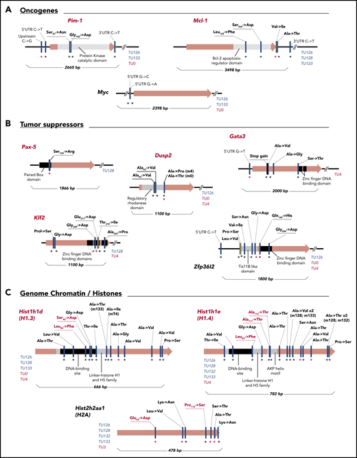 Gene mutational maps of candidate driver genes with c-AID signatures involved in CLL progression. Graphic representation of 11 selected mutated genes with c-AID signatures separated in oncogenes (A), tumor supressors (B), and genome chromatin/histones (C) categories. Red gene names highlight previously described tumor drivers in human cancers. Black asterisks refer to mutations detected in the whole-leukemic clone; red asterisks indicate mutations found in the Ki67+ fraction. Key domains where AID mutations are detected and the corresponding base-pair number for each gene map are shown. Specifically, in the case of histones, red characters indicate substitutions in H1.3 (Leu83→Phe and Ser90→Asp) and in H1.4 (Leu82→Phe) located at conserved DNA-binding domains. Leu82→Phe substitution was found in 3 different mice of both DT-AID strains. For H1.4, the Ala111→Thr and Ala112→Thr changes are placed within the AKP helix motif of domain H15, which is essential for this histone family’s functional integrity. For H2A, the Glu65→Asp mutation directly affects the DNA-binding site. Blue characters identify individual TCL1/Igκ-AID mice carrying c-AID mutations; red characters identify TCL1/act-AID mice.