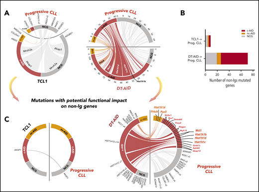 Genome-wide distribution of the mutational patterns in nonimmunoglobulin genes from TCL1 and DT-AID models compared with a progressive CLL cohort. Mutations in nonimmunoglobulin genes of mice models. (A) Circos plots showing the somatic mutation landscape focused on mutations that might have resulted from the action of AID (c-AID; nc-AID and NCG mutations). Links from one to the other side indicate punctual mutations occurring in the same gene of the both genomes compared in the circus. The link width is proportional to the number of mutations found in a particular gene. Red ticks indicate c-AID mutations; orange ticks, nc-AID mutations; and gray ticks, NCG mutations. Circos axes represent the number of mutations in different colors for each mutational signature. (B) Histogram showing the number of total nonimmunoglobulin genes that are mutated in the TCL1 model compared with progressive (Prog.) CLLs and in the DT-AID model compared with progressive CLL cohort simultaneously. (C) Circos plots showing mutations with potential functional impact on nonimmunoglobulin genes that remain mutated in the TCL1 strain and DT-AID model compared with the progressive CLL cohort, respectively. Functional annotation in human samples was performed using the Ensembl Variant Effect Predictor toolkit (CITE: https://www.ncbi.nlm.nih.gov/pmc/articles/PMC4893825/). Tumor gene drivers and genes involved in the Wnt pathway mutated in DT-AID and progressive CLL cases are underlined.