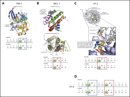 Three-dimensional modeling of c-AID mutations in specific genes from DT-AID mice that recapitulate tumor driver mutations in humans. Structural analyses using available crystal structures of the proteins mutated by AID shared between humans and mice. c-AID mutations of humans/mice in tumor cells. (A) Illustration of PIM-1 PDB 3A9956 with a red-to-blue color ramp indicating N- to C-terminal sense. Substrates, ATP, and peptide (in sticks) are bound in the active site and labeled for reference. Key residues are labeled, including the mutated Ser97 (in spheres) at the C-terminal end of helix αC. (B) MCL-1 PDB 5W89,57 shown with similar structure representation and color ramp as in panel A. A synthetic peptide (purple sticks) that acts as MCL-1 antagonist is bound in the MCL-1 hydrophobic groove. The position of Ser285, substituted by an Asn in the mouse model, is highlighted. (C) Using the crystal structure of a full nucleosome (PDB 4QLC) that includes linker histone H5,58 homologous linker histone H1.3 PDB 1GHC59 was superposed onto H5 and is illustrated in the top complex with H1.3 colored with a ramp. The accuracy of the superposition was aided by structurally aligning an independent complex of H1 with an entire nucleosome PDB 5NL0,60 not shown here for clarity. The position of Ser90 in H1.3 is highlighted in the inset, pointing toward the nucleosomal DNA. Below the inset, Ser90 was substituted in silico by an asparagine to model the c-AID mutation found on H1.3. (D) c-AID mutations found at identical positions in histone H1.4 (human) and its ortholog Hist2h2aa1 (mouse). For all illustrations (A-D), the codon context of key mutations in both species is shown in the bottom with homologous residues aligned and the specific c-AID mutation boxed. Blue boxes mark c-AID mutations conserved in both human and mouse, but encoding different amino acid changes. Red boxes mark c-AID mutations that result in identical amino acid substitutions. The c-AID signature context (C>T/G within RCY motifs) is highlighted in green in mice and in human species.