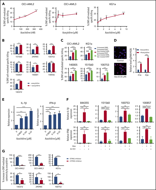 Azacytidine sensitizes AML to DNT-mediated cytotoxicity and produces a viral mimicry response. (A-B) AML cell lines (A; OCI-AML2, OCI-AML3, and KG1a) and primary AML samples (B; n = 7) were treated with azacytidine for 5 days followed by coculture with DNTs at a 2:1 DNT:AML ratio for OCI-AML2, OCI-AML3, and primary AML samples or an 8:1 DNT:AML ratio for KG1a. Two hours after coincubation, percent specific killing of AML cells by DNTs was determined by flow cytometry. (C) AML cell lines (OCI-AML2 and KG1a) and primary AML cells (n = 3) were untreated or treated with azacytidine (0.3-9 μM) for 5 days, followed by coculture with untreated or venetoclax-treated (400 nM for 18 hours) DNTs for 2 hours. AML cell viability was measured by Annexin V and flow cytometry. (D) Left panel: OCI-AML2 cells were untreated or treated with azacytidine (0.33 μM) for 5 days. After the treatment period, cells were cytospun, fixed with 4% paraformaldehyde, and immunostained with anti-dsDNA antibody. DNA was stained by 4′,6-diamidino-2-phenylindole. Right panel: DNA was isolated from the cytoplasmic fraction of the OCI-AML2 cells treated with or without azacytidine. The relative level of cytosolic genomic DNA of transposon origin was analyzed by quantitative polymerase chain reaction by using transposon DNA 14 (P14) and 24 (P24) specific primers and nuclear human globulin gene (HGB). Data represent the mean ± SD relative to untreated cells. (E) OCI-AML2 cells were untreated or treated with azacytidine (0.08-0.33 μM) for 5 days. The relative expression of IL-1β and IFN-1β was analyzed by quantitative reverse transcription polymerase chain reaction. Data are relative mean ± SD (n = 3; untreated = 1.0). (F) Primary AML cells were untreated or treated with azacytidine (3 or 9 μM) for 5 days in the presence or absence of the STING inhibitor H-151. The relative expression of 1L-1β (top) and IFN-1β (bottom) were analyzed by quantitative reverse transcription polymerase chain reaction. The experiments were conducted by using DNTs from 4 different donors. (G) AML cell lines (OCI-AML2, OCI-AML3, and KG1a) and primary AML cells (n = 3) were treated with azacytidine (0.3-3 μM) for 5 days with or without the STING inhibitor (H-151). Data represent the mean ± SD increase in DNT-mediated cytotoxicity by azacytidine-treated AML relative to the untreated control. Student t test or 1-way analysis of variance was used for statistics. *P < .05; **P < .01; ***P < .001; ****P < .0001.