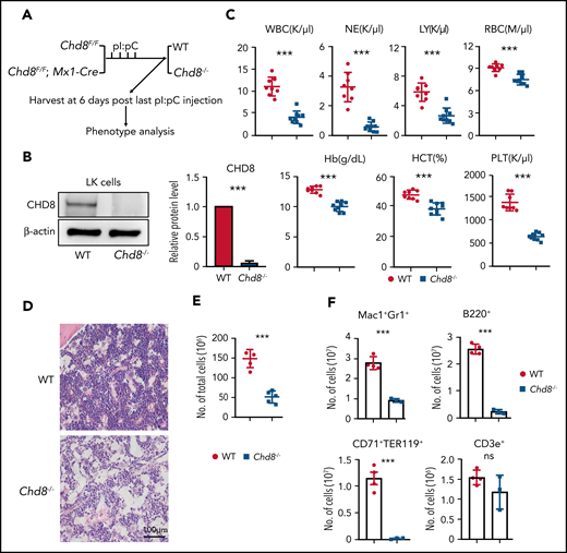 Conditional loss of Chd8 in hematopoietic cells leads to hematopoiesis and BM failure. (A) Schematic model of CHD8 deletion in hematopoietic cells. Chd8Flox mice were crossed with Mx1-Cre mice, and deletion was induced by 4 pI/pC injections. (B) Western blot confirmation of CHD8 protein loss after 6 days of pI/pC injections in BM progenitors. The quantification represents data from 3 repeat experiments. (C) PB counts of Chd8Flox and Chd8Flox;Mx1-Cre mice after 6 days of pI/pC induction by Hemavet. ***P < .001. (D) Representative H&E staining of femurs from WT and Chd8−/− mice which were harvested at 6 days after deletion. WT indicates Chd8F/F mice. (E) Total BM cells count with Hemavet after 6 days of pI/pC injections. (F) Number of mature lineage cells in WT vs Chd8−/− mice. WT vs Chd8−/− (E-F). ***P < .001.