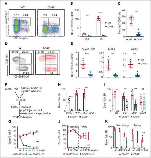 Depletion of CHD8 causes a drastic loss of HSPCs. (A) Flow cytometry of LSK and LK cells from WT and Chd8−/− mice after 6 days of pI/pC injection. Representative dot plots and frequencies of the HSPC subpopulations in lineage− cells are shown. (B) WT indicates Chd8F/F mice. Absolute number of LSK and LK cells from WT and Chd8−/− mice after 6 days of pI/pC injections. ***P < .001. (C) Number of colonies after 7-day plating. Total BM cells were harvested 6 days after pI/pC injection and plated in MethoCult medium. ***P < .001. (D) Immunophenotypic analysis of SLAM HSC (LSK CD150+CD48−), MPP2 (LSK CD150+CD48+), and MPP3 (LSK CD150−CD48+) cells from WT and Chd8−/− BM. Averaged frequencies of HSPC subpopulations in LSKs are shown. (E) Absolute number of SLAM HSC, MPP2, and MPP3 cells from WT and Chd8−/− mice. **P < .01; ***P < .001. (F) The experimental scheme of the native competitive transplant into CD45.1 WT recipient. (G) Percentage of CD45.2 cells at different time points in the PB after pI/pC injection in the successfully reconstituted mice. Statistical analysis was performed at 16 weeks after deletion. ***P < .001. (H) Percentage of donor-derived mature lineage cells after 4 months of deletion. ***P < .001. (I) Percentage of CD45.2 BM progenitors in the transplant-recipient mice after 4 months of pI/pC injections. **P < .01; ***P < .001. ns, not significant. (J) The proportion of CD45.2-derived cells in PB in the secondary and tertiary transplants. Statistical analysis was performed at 16 weeks after transplantation. ***P < .001. (K) The proportion of CD45.2-derived BM progenitors at 4 months in the secondary and tertiary transplants. ***P < .001.
