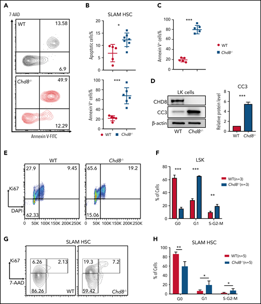 CHD8 deletion causes increased HSPC apoptosis. (A) Immunophenotypic of SLAM HSC apoptosis by annexin V and 7-AAD staining at 6 days after deletion. Averaged frequencies of cells are shown. WT indicates Chd8F/F mice. (B) Graph showing the percentage of annexin V+ and apoptotic (annexin V+ 7-AAD−) cells in SLAM HSCs. *P < .05; ***P < .001. (C) Ratio of annexin V+ cells in the LK population. ***P < .001. (D) Western blot of cleaved caspase 3 in sorted LK cells. The quantification represents data from 3 repeat experiments. (E) Cell cycle analysis by flow cytometry of Ki67 and 4′,6-diamidino-2-phenylindole in sorted LSK cells. Averaged frequencies of subpopulations are shown. (F) Percentage of LSK cells in G0, G1, and S-G2-M phase in WT and Chd8−/− mice. ***P < .001, **P < .01. (G) Cell cycle analysis by flow cytometry of Ki67 and 7-AAD in sorted SLAM-HSCs. Averaged frequencies of subpopulations are shown. (H) Percentages of SLAM HSC cells in G0, G1, and S-G2-M phase in WT and Chd8−/− mice are shown. **P < .01; *P < .05.