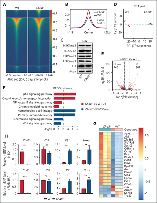 CHD8 is essential for suppressing P53 signaling in HSPCs. (A) Heat maps for ATAC-seq peaks from WT and Chd8−/− LSKs showing ±1.5 kb around the ATAC-seq peak center. Results are from 2 biological replicates. WT represents Chd8F/F mice. (B) Tag enrichment of accessible genomic regions relative to ATAC-seq peaks. Results are from 2 biological replicates. (C) Western blot of histone modification markers in WT and Chd8−/− HSPCs. (D) PCA plot of RNA-seq data from WT and Chd8−/− LSKs. (E) Differential expression of transcripts between WT and Chd8−/− LSKs. Log2-fold change >1.0; P < .05. (F) KEGG enrichment of DEGs from RNA-seq showed increased P53 signaling after loss of CHD8, using DAVID (Database for Annotation, Visualization, and Integrated Discovery). (G) Heat map of differentially expressed P53 downstream genes between WT and Chd8−/− LSKs. (H) RT-PCR of selective P53 target genes in WT and Chd8−/− LSKs and SLAM HSCs. The data represent 3 biological replicates. **P < .01; ***P < .001. ns, not significant.