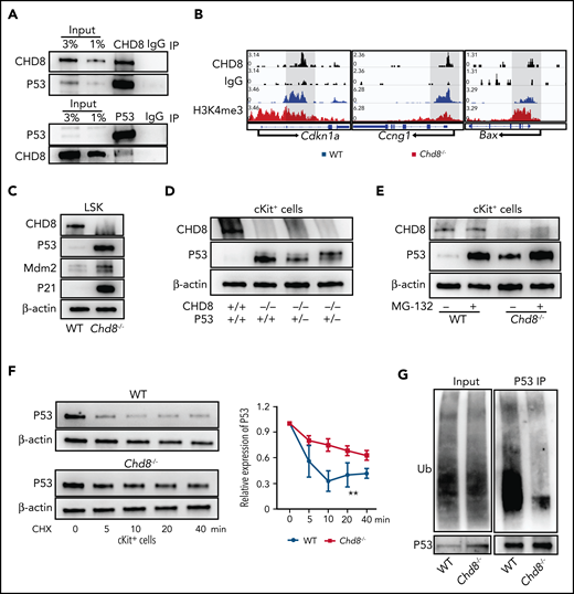 CHD8 depletion increases P53 protein stability. (A) CHD8 interacts with P53 protein in hematopoietic progenitor–like HPC7 cells. IgG immunoprecipitation as a negative control. (B) Representative CHD8 and H3K4me3 CUT&RUN tracks of Cdkn1a, Ccng1, and Bax in WT and Chd8−/− LSK cells. WT represents Chd8F/F mice. (C) Protein level of P53 and its targets in sorted LSKs. β-Actin was the loading control. (D) Western blot of P53 in cKit+ cells of WT, Chd8−/−, and Chd8−/−P53+/− mice. β-Actin was the loading control. (E) Comparison of P53 protein level in WT and Chd8−/− cKit+ cells after 4 hours of MG132 treatment. Final MG132 concentration, 10 µM. (F) CHX treatment of cKit+ cells to determine the degradation rate of P53 protein in WT and Chd8−/− mice. β-Actin was the loading control. Ratio of P53 protein level compared with 0 minutes of treatment with CHX. Final CHX concentration, 10 µg/mL. The exposure times of P53 between WT and Chd8−/− cells varied because of different P53 expression levels and were normalized to that before CHX treatment. Statistical analysis was made with 3 biological replicates. **P < .01. (G) Western blot of ubiquitination of P53 in WT and Chd8−/− low-density BM cells after 10 µM MG132 block for 4 hours.