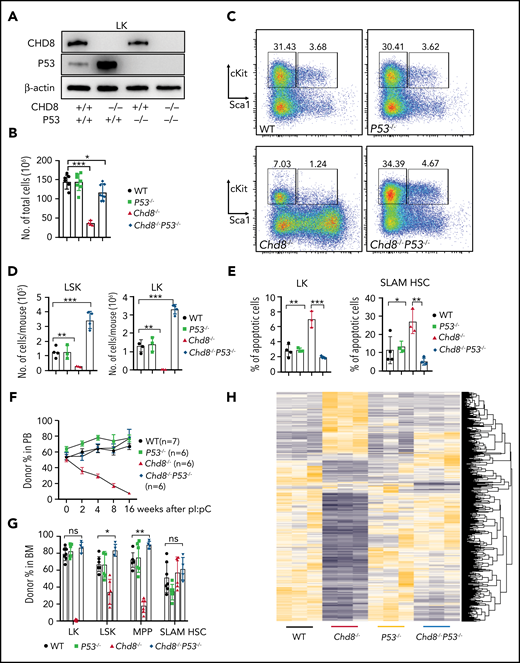P53 loss fully rescues HSPC survival and hematopoiesis defects caused by CHD8 deletion. (A) Efficient deletion of CHD8 or P53 shown by western blot analysis in Chd8−/−, P53−/−, and Chd8−/−P53−/− BM progenitors. (B) Total cellularity of BM cells in WT, Chd8−/−, P53−/−, and Chd8−/−P53−/− mice after 6 days of pI/pC injections. *P < .05; ***P < .001. WT represents Chd8F/FP53F/F mice. (C) Flow cytometry of LSK and LK cells in WT, Chd8−/−, P53−/−, and Chd8−/−P53−/− BM. Representative dot plots and frequencies of the HSPC subpopulations in lineage− cells are shown. (D) Absolute number of LSK and LK cells from WT, Chd8−/−, P53−/−, and Chd8−/−P53−/− mice after 6 days of pI/pC injections. **P < .01; ***P < .001. (E) Percentage of apoptotic (annexin V+; 4′,6-diamidino-2-phenylindole−) SLAM HSCs and LKs in WT, Chd8−/−, P53−/−, and Chd8−/−P53−/− mice. ***P < .001; **P < .01; *P < .05. (F) Percentage of CD45.2 cells at different time points in the PB after pI/pC injection in successfully reconstituted mice. (G) Percentage of CD45.2 BM progenitors in the transplant-recipient mice after 4 months of pI/pC injections. *P < .05; **P < .01; ns, not significant. (H) Heat map of all differentially expressed transcripts in WT, Chd8−/−, P53−/−, and Chd8−/−P53−/− LSK RNA sequencing.