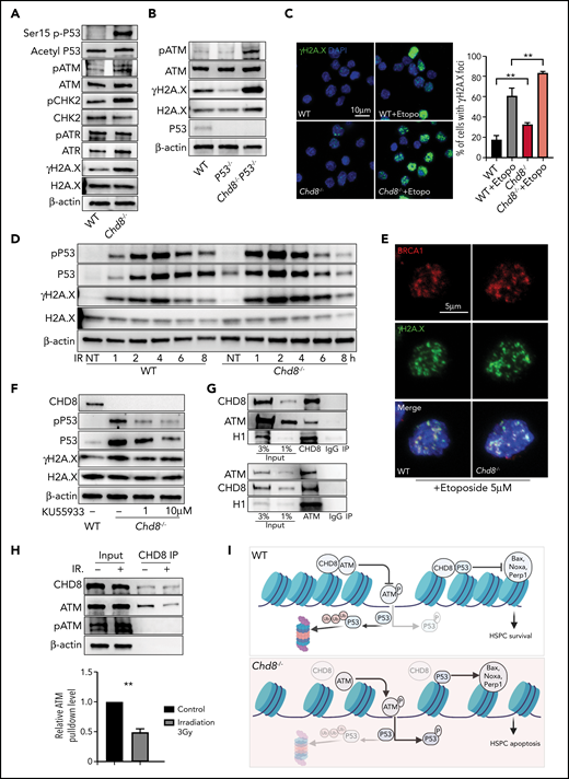 CHD8 regulates genomic stability of HSPCs by restricting the ATM-p53 pathway. (A) Western blot of p-P53 S15, acetyl-P53 K379, and damage-response proteins in Lin−cKit+ cells of WT and Chd8−/− mice. (B) Increased DNA damage response cannot be rescued by additional loss of P53. (C) Immunofluorescence staining of γH2A.X showed increased DNA damage foci in LSK cells after loss of CHD8. Etoposide treatment for 1 hour. The graph shows the mean ± standard error of the mean of 3 biological replicates. **P < .01. (D) CHD8-deficient cells are more sensitive to irradiation-induced DNA damage. Lin−cKit+ cells were irradiated at a dose of 3 Gy and harvested after various recovery times. NT, no treatment. (E) Colocalization of BRCA1 and γH2A.X in WT and Chd8−/− LSK cells. Etoposide treatment for 1 hour. (F) ATM inhibitor KU55933 treatment decreased the P53 and p-P53 in CHD8-depleted HSPCs. Cells were harvested after 3 hours of treatment. (G) CHD8 interacts with ATM in HPC7 cells. (H) CHD8 immunoprecipitation under irradiation in HPC7 cells. The relative ATM pulldown level is normalized to that of the CHD8 pulldown level and represents data from 3 biological repeats. **P < .01. (I) Model of CHD8’s function in restricting P53 signaling and maintaining genomic integrity in HSPCs. The figure was created with BioRender (https://biorender.com/).