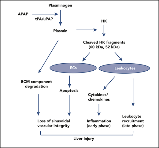 Possible mechanisms underlying the role of plasmin and HK cleavage in AILI. Acetaminophen overdose induces plasmin generation by tissue plasminogen activator (tPA) or urokinase plasminogen activator (uPA), which degrades the extracellular matrix (ECM) component fibronectin and cleaves HK. Cleaved HK induces apoptosis of endothelial cells (ECs) and inhibits angiogenesis. Thus, both plasmin and cleaved HK could disrupt sinusoidal vascular integrity and repair. Cleaved HK stimulates leukocytes to release inflammatory and chemotactic cytokines, inducing systemic and local inflammation and regulating neutrophil recruitment in the resolution phase. Through these multiple pathways, plasma and HK cleavage mediates AILI. APAP, N-acetyl-para-aminophenol.