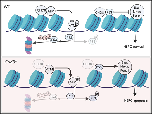 Proposed model of Chd8 function in HSPCs, where it restricts p53 signaling and maintains genome integrity through interaction with the ATM protein kinase. Created with BioRender.com. See Figure 7I in the article by Tu et al that begins on page 221.