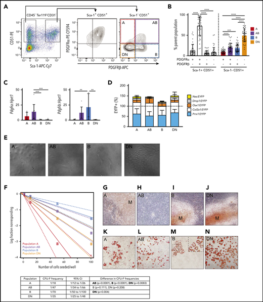 PDGFR⍺ and PDGFRβ expression identifies 4 subpopulations within Sca-1– CD51+ cells that differ in their potential to form CFU-F, mineralized osteoblasts, and adipocytes in culture. (A) Representative FACS plots show viable CD45–Ter119–CD31– cells with gates for Sca-1+CD51+ and Sca-1–CD51+ bone-derived cells and the expression of PDGFR⍺ and PDGFRβ within these populations. (B) Proportions of the PDGFR⍺+PDGFRβ–, PDGFR⍺+PDGFRβ+, PDGFR⍺–PDGFRβ+, and PDGFR⍺–PDGFRβ– cells in Sca-1+CD51+ and Sca-1–CD51+ (termed A, AB, B, and DN, respectively) populations (n = 45 mice pooled from >10 separate experiments). (C) Messenger RNA (mRNA) expression of Pdgfra and Pdgfrb in A, AB, B, and DN sorted cells. (D) The percentages of EYFP+ cells within the A, AB, B, and DN populations in each Cre reporter. Data are mean ± SD. Mice were pooled from separate experiments (Prrx1:EYFP, n = 7; Nes:EYFP, n = 6; Col2a1:EYFP, n = 3; Osx1:EYFP, n = 12; Dmp1:EYFP, n = 4). (E) Representative digital interference contrast photos of the different cell populations at 7 days of culture; images are cropped from pictures taken at original magnification, ×20. (F) A limiting dilution assay using ELDA (n = 24) determined the CFU-F frequencies (solid line) of A, AB, B, and DN cells; 95% confidence intervals are indicated by dashed lines. The table shows CFU-F frequencies for each population and a pairwise test for differences in CFU-F frequencies (significant differences are shown in bold). (G-N) Freshly sorted A, AB, B, and DN cells were seeded at 1000 cells per well into a 96-well plate and allowed to expand for 1 week to reach confluence, then cultured in osteogenic or adipogenic media for 14 days. Staining for minerals was performed on populations at day 14: Alizarin Red, A, AB, B, and DN cells (G-J); and Oil Red O, adipocytes (K-N). Original magnification for all images. ×40; all photos are representative of 5 osteogenic and 4 adipogenic independent experiments with 3 to 6 wells per population. One-way analysis of variance (ANOVA) with Tukey’s multiple comparisons test: **P < .01; ***P < .001; ****P < .001. APC, allophycocyanin; Cy7, cyanine; PE, phycoerythrin.