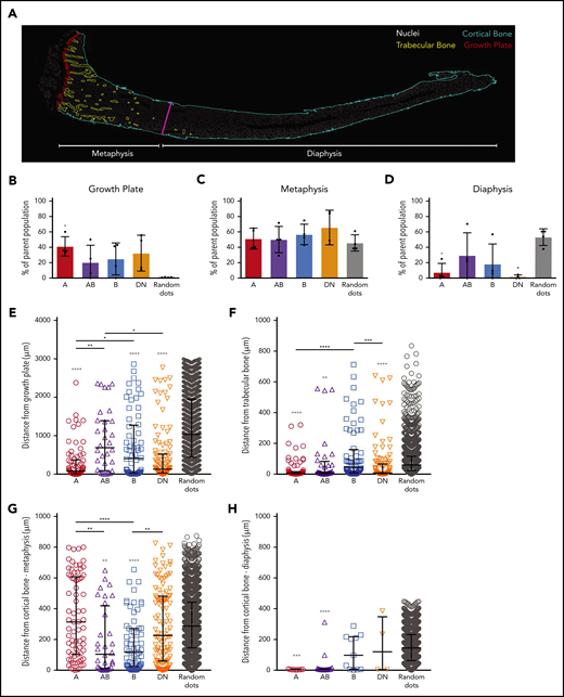 The spatial localization of A, AB, B, and DN cells in mouse tibias. (A) A representative image of a whole tibia from a Prrx1:EYFP mouse used for localization studies with the different colors defining the growth plate (red), trabecular bone (yellow), cortical bone (light blue), and border of metaphysis to diaphysis (magenta), the latter defined as being ≥3000 µm from the growth plate. Nuclei (white) highlights the bone marrow cells. (B-D) The proportions of the different cell types are shown for the growth plate (B), metaphysis (C), and diaphysis regions (D). Data are presented as mean ± SD from 4 Prrx1:EYFP mice. (E-H) Shown are the distances of individual cells within the metaphysis region to the growth plate (E), trabecular bone (F), and metaphyseal cortical bone (G) and within the diaphyseal region to the cortical bone (H). Data are presented as median with interquartile range (n = 4 Prrx1:EYFP mice). Gray asterisks directly above each data set are comparisons to random dots, and the asterisks above the bars highlight differences between distinct cell populations. Data were analyzed using 1-way ANOVA with Tukey’s multiple comparisons test (B-D) or Kruskal-Wallis test with Dunn’s multiple comparisons test (E-H). *P < .05; **P < .01; ***P < .001; ****P < .0001.