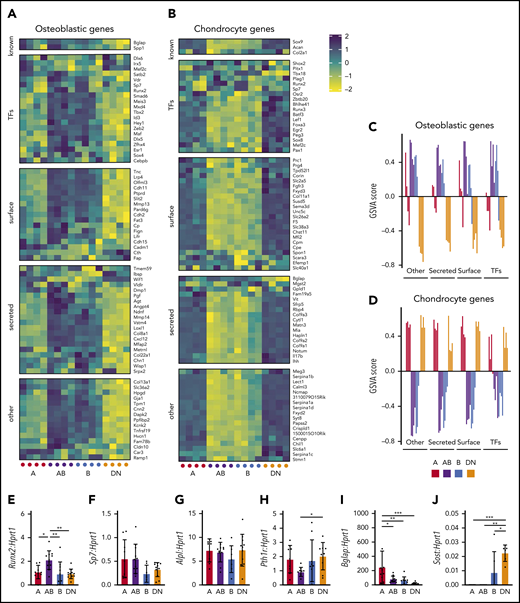 AB and B cells express osteoblastic genes, whereas A and DN cells express chondrocyte genes. (A-B) Shown are the expression of gene sets described by Baryawno et al23 for osteoblastic (A) and chondrogenic (B) genes in microarrays of cells of each population. (C-D) Gene set variation analysis (GSVA) for osteoblastic (C) and chondrocyte (D) gene sets. Data represent 4 independent experiments with cells obtained from 4 mice per experiment. (E-J) Gene expression qPCR validation of Runx2 (E), Sp7 (F), Alpl (G), Pth1r (H), Bglap (I), and Sost (J). Data represent 7 independent experiments with cells pooled from 3 to 4 mice. All data are mean ± SD. One-way ANOVA with Tukey’s multiple comparisons test: *P < .05; **P < .01; ***P < .001. TFs, transcription factors.