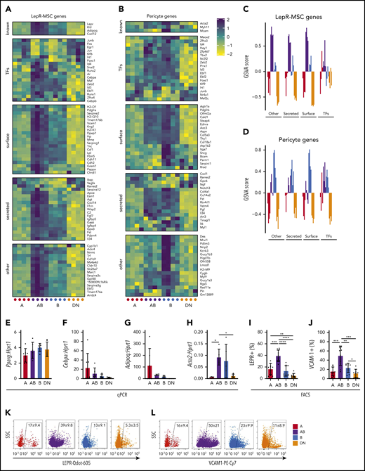 AB cells exhibit a LepR-MSC gene expression profile. (A-B) Shown are the expression of gene sets described by Baryawno et al23 for LepR-MSCs (A) and pericyte (B) genes in microarrays of cells from each population. (C-D) GSVA for LepR-MSC (C) and pericyte (D) gene sets (n = 4 independent experiments with cells obtained from 4 mice per experiment). (E-H) Gene expression qPCR validation of Pparg (E), Cebpa (F), Adipoq (G), and Acta2 (H) (n = 7 independent experiments of cells pooled from 3 to 4 mice). (I-L) Shown are the proportions of A, AB, B, and DN cells expressing cell surface LEPR (n = 10; I) and VCAM1 (n = 9; J) and representative FACS plots of LEPR (K) and VCAM1 (L) for each population. All data are mean ± SD. One-way ANOVA with Tukey’s multiple comparisons test: *P < .05; **P < .01; ***P < .001; ****P < .0001.