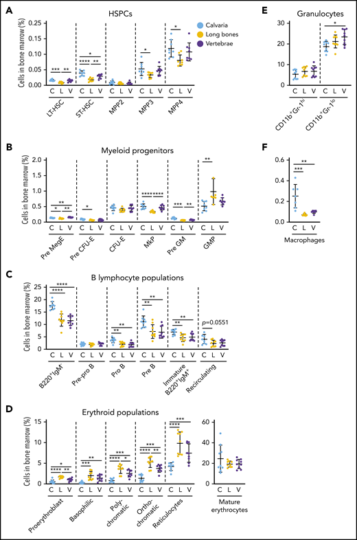 Hematopoiesis varies in distinct skeletal sites. Bone marrow was isolated from mouse calvaria, long bones, and vertebrae, and the proportions of hematopoietic populations were identified by flow cytometry. The proportion of HSPCs (A), myeloid progenitors (B), B-lymphocyte populations (C), erythroid populations (D), granulocytes (E), and macrophages (F) varied by skeletal site. All data are mean ± SD, pooled from 3 independent experiments (n = 7 to 9 mice per cell type). One-way ANOVA with Tukey’s multiple comparisons test: *P < .05; **P < .01; ***P < .001; ****P < .0001. C, calvaria; GMP, granulocyte-macrophage progenitor; L, long bones; MkP, megakaryocyte progenitor; Pre GM, pregranulocyte-macrophage progenitor; Pre MegE, premegakaryocyte/erythroid progenitor; V, vertebrae.