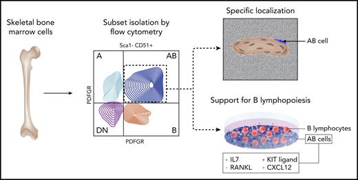 Experimental flow for prospective isolation and functional validation of skeletal AB cells in B-lymphopoiesis. Professional illustration by Somersault18:24.