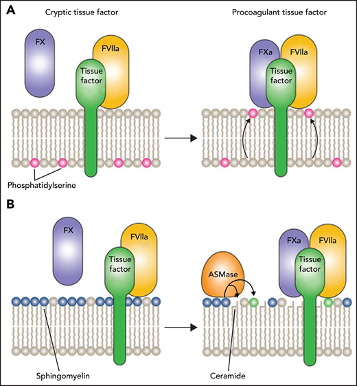 Phospholipid-dependent mechanisms regulating TF procoagulant activity. (A) Resting cells have an asymmetric phospholipid distribution. PS is located in the inner leaflet of the membrane but translocates upon cell activation. In turn, FX binds to the membrane and is activated by the TF and FVIIa complex to FXa. (B) Upon infection with SARS-CoV-2-SP-PV, ASMase translocates from lysosomes to the plasma membrane. SM, the substrate of ASMase, is present in the outer leaflet and is hydrolyzed by SM into ceramide and phosphorylcholine, thereby triggering the TF procoagulant activity and activating FX to FXa. Professional illustration by Patrick Lane, ScEYEnce Studios.