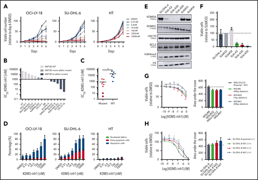 KDM5 inhibition reduces the proliferation of KMT2D mutant cell lines. (A-B) DLBCL, FL, myeloma, and Burkitt’s lymphoma cell lines were treated with DMSO or increasing concentrations of KDM5-inh1, and viable cells were quantified every day up to 6 days for OCI-LY-18, SU-DHL-6, and HT cells (A) and after 5 days for all cell lines (B), with EC50 values for KMT2D WT and mutant cell lines displayed in a waterfall plot. (C) Dot plot showing the significantly lower EC50 values for KMT2D mutant cell lines. Statistical significance was determined by Mann-Whitney U test: **P < .01. (D) Induction of apoptosis was quantified in OCI-LY-18, SU-DHL-6, and HT cells treated with DMSO or increasing concentrations of KDM5-inh1 for 5 days. (E) Western blots showing loss of KDM5A in 3 homozygous knockout clones (SU6-A3, A30, A50) compared with parental and WT controls (SU6#33, #34), alongside expression of KDM5C, BCL2, and H3K4me3 levels. (F) Parental, control, and KDM5A knockout SU-DHL-6 cells were seeded at 4000 cells per well, and viable cell numbers were quantified after 6 days. Statistical significance was calculated using a 2-way analysis of variance (ANOVA) with a Tukey’s posttest: *P < .05 and ***P < .001 relative to SU6#33, and #P < .05 relative to SU6#34. (G-H) Viable cell counts from WSU-DLCL2 cells and 3 KMT2D mutant clones (G) or parental SU-DHL-8 cells and 3 corrected clones (H) treated with DMSO or increasing concentrations of KDM5-inh1 for 5 days. Data are the mean ± standard error of the mean of 3 to 7 independent experiments. Statistical significance was calculated using a 2-way ANOVA with a Dunnett’s posttest: */#P < .005; ***P < .001.