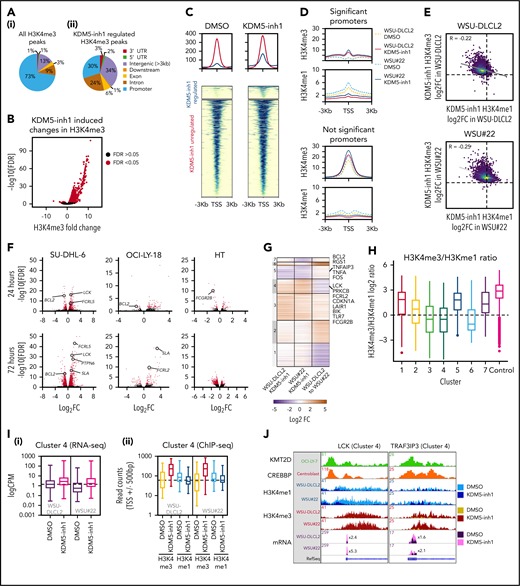 Epigenetic and transcriptomic characterization of KDM5 inhibition. (A) Genomic locations of H3K4me3 peaks identified by ChIP-seq in cells treated with DMSO (i) or 1 μM KDM5-inh1 (ii) for 72 hours. (B) KDM5 inhibition induced changes in H3K4me3, with significantly changed peaks displayed in red. (C) Heatmaps of ChIP-seq data showing difference in H3K4me3 levels between promoters significantly altered (blue) or otherwise (red) in SU-DHL-6 cells treated with DMSO or 1 µM KDM5-inh1 for 72 hours. (D) Spatial plots showing distribution of H3K4me1 and H3K4me3 at promoters with significantly altered H3K4me3 by KDM5-inh1 or otherwise in WSU-DLCL2 (yellow/red) and WSU#22−/+ (light/dark blue) cells treated with DMSO (yellow/light blue) or KDM5-inh1 (red/dark blue). (E) Plots showing broad increases in H3K4me3 and reductions in H3K4me1, quantified by ChIP-seq, at the transcription start site (TSS) (±500 bp) of H3K4me3+ genes in WSU-DLCL2 and WSU#22−/+ cells treated with 1μM KDM5-inh1. The Pearson’s correlation coefficient is indicated on each plot. (F) Volcano plots indicating DE genes in SU-DHL-6, OCI-LY-18, and HT cells treated with 1 μM KDM5-inh1 for 24 and 72 hours, with significant genes highlighted in red. (G) Heatmap showing log2FC values for 897 genes that were DE by either KDM5-inh1 or KMT2D loss and clustered using K-means clustering. (H) H3K4me3 and H3K4me1 reads were counted for the promoters in each cluster and then divided (H3K4me3/H3K4me1) and log2 normalized to create a summary ratio for each. Control promoters were identified as being H3K4me3+ in WSU-DLCL2 cells but showing no alteration in mRNA expression or H3K4me3/H3K4me1 deposition in any of our analyses. (I) Boxplots showing RNA-seq logCPM values (i) and TSS read counts across ChIP-seq (ii) datasets of genes from cluster 4. (J) ChIP-seq and RNA-seq tracks, centered on LCK and TRAF3IP3, from WSU-DLCL2 and WSU#22−/+ cells treated with KDM5-inh1 for 72 hours, plus ChIP-seq tracks of KMT2D (OCI-LY-7)9 and CREBBP (centroblasts)26 binding.
