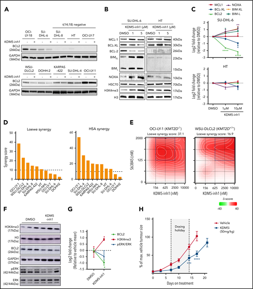 KDM5 inhibition alters the expression of BCR signaling and apoptotic regulatory genes. (A) Expression of BCL2 protein was examined by western blot in 10 DLBCL cell lines exposed to DMSO or 1 μM KDM5-inh1 for 48 hours. (B) SU-DHL-6 and HT cells were treated with DMSO or 1 and 5 μM KDM5-inh1 for 5 days, with the cells reseeded in fresh drug/media after 48 hours. The expression of BCL2 family members was investigated by western blot, with HSC70 used as a loading control. Western blots are representative of 3 independent experiments, with the quantification relative to HSC70 displayed in panel C. Statistical significance was determined using an analysis of variance (ANOVA) with a Dunnett’s posttest vs untreated control: *P < .05; **P < .01; ****P < .0001. Viable cells were quantified in 10 lymphoma cell lines treated with increasing concentrations of KDM5-inh1 for 5 days, alongside increasing concentrations of S63845 (MCL1i) for 3 days. (D) Overall Loewe and highest single agent (HSA) synergy scores calculated for each cell line using Synergy Finder,42 with a score >10 indicating significant synergy. (E) Plots showing the degree of synergy between different concentrations of KDM5-inh1 and S63845 in OCI-LY-1 and WSU-DLCL2 cells, with the area of maximum synergy indicated by a blue box. (F-G) Global levels of H3K4me3 in tumors from mice treated with vehicle or 50 mg/kg KDM5-inh1 for 1 week (n = 3) were quantified by western blot and normalized to H3, whereas BCL2 and pERK levels were quantified and normalized to GAPDH and total ERK, respectively. (H) Activity of 50 mg/kg KDM5-inh1 on the growth of SU-DHL-6 xenografts in comparison with vehicle-treated mice. Data are the mean ± standard error of the mean of 10 individual mice, except in the vehicle group where one mouse was removed because of insufficient tumor growth (<300 mm3). Statistical significance was calculated using a 2-way ANOVA with a Dunnett’s posttest: ***P < .001; ****P < .0001.