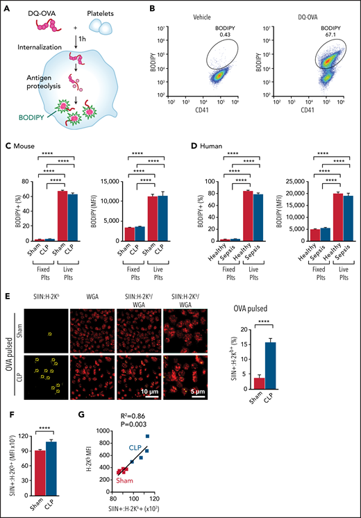 Platelets actively phagocytose, immunoproteolyze, and present exogenous antigens through MHC-I. (A) To determine if murine and human platelets are capable of internalization and proteolysis of exogenous antigens, isolated mouse platelets (day 4 after CLP) or human platelets (day 0 upon recruitment) were pulsed with DQ-OVA for 1 hour at 37°C. BODIPY signal indicates successful internalization and processing of the DQ-OVA, which can be detected by flow cytometry. (B) Representative flow plots demonstrating BODIPY signal in murine platelets labeled with CD41. A majority of platelets were positive for BODIPY after DQ-OVA pulse (but not when platelets were fixed), showing active antigen internalization and processing by platelets. (C) Platelets isolated from mice after sham or CLP-induced sepsis actively internalized and proteolyzed DQ-OVA (n = 8-14). Fixed platelets pulsed with DQ-OVA were used as negative control. (D) Human platelets from both healthy donors and patients with sepsis actively internalized and proteolyzed DQ-OVA (n = 6-8). (E) Platelets isolated from sham or CLP mice were pulsed with OVA in vitro for 6 hours, and the OVA antigen peptide–MHC-I complex (SIIN:H-2Kb) was detected. As the arrows demonstrate, we observed significantly increased SIIN:H-2Kb expression in OVA-pulsed platelets from CLP mice compared with sham mice, suggesting increased antigen cross-presentation by platelets during sepsis. Summarized percentages of SIIN:H-2Kb platelets are shown on the right. Platelets from CLP mice showed significantly increased antigen cross-presentation (n = 9-12). (F) Mice received OVA without adjuvant (3 mg per day) for 3 consecutive days, and on day 4, SIIN:H-2Kb expression on the surface of platelets was measured by flow cytometry (n = 4-5; representative of 3 independent experiments). (G) SIIN:H-2Kb expression on the surface of platelets after OVA pulse positively correlated with total H-2Kb expression (n = 4-5; representative of 3 independent experiments). One-way analysis of variance with Tukey post hoc analysis, unpaired Student t test, and simple linear regression test were used. ****P < .0001. MFI, mean fluorescence intensity; plts, platelets; WGA, wheat germ agglutinin.