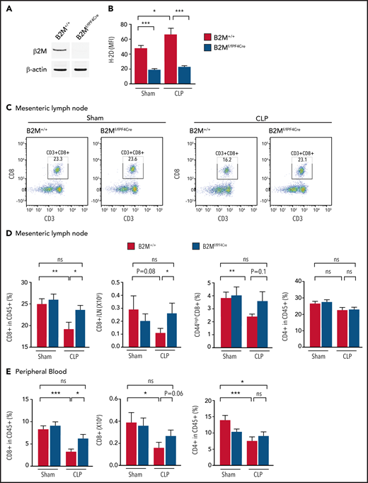Platelet MHC-I mediates CD8+ T-cell suppression during sepsis in vivo. (A) To study the function of platelet MHC-I function in vivo, we used a platelet lineage–specific B2M knockout strain (B2Mf/f -Pf4Cre). A representative western blot probed for B2M in platelets from a B2Mf/f-Pf4Cre mouse and littermate B2M+/+ control mouse is shown. (B) B2M+/+ or B2Mf/f-Pf4Cre mice were subjected to sham or CLP and euthanized on day 4. H-2D expression on platelets was measured by flow cytometry. Only platelets from B2M+/+ mice had increased H-2D expression during sepsis. Platelets from B2Mf/f -Pf4Cre mice remained negative and unchanged (n = 7-13). (C) Representative flow plots of the CD8+ T-cell population from sham or CLP mouse mesenteric lymph nodes. B2M+/+ mice had decreased CD8+ T cells when subjected to CLP, whereas the B2Mf/f-Pf4Cre mice did not. (D-E) Summarized CD8+ T-cell frequencies and absolute numbers, CD44highCD8+ T-cell frequencies, and CD4+ T-cell frequencies in the mesenteric lymph nodes (D) and peripheral blood (E) (n = 10-24). Upper bracket compares the percentage of CD8+ T cells between littermate control sham (eg, baseline) and B2M knockout during CLP. This bracket is included to visually highlight that the absence of MHC-I results in near-normal levels of CD8+ T cells during sepsis. One-way analysis of variance with Tukey post hoc analysis was used. *P < .05, **P < .01, ***P < .001. ns, not significant.