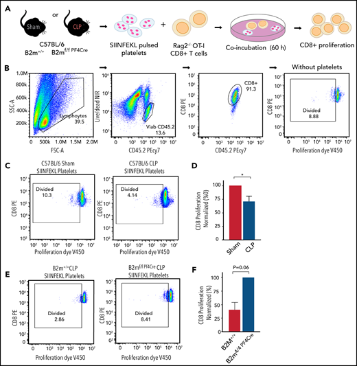 Platelets from mice with sepsis directly induce antigen-specific CD8+ T-cell suppression in vitro. (A) Platelets isolated from B2M+/+ or B2Mf/f-Pf4Cre mice on day 4 after CLP were pulsed with SIIN for 2 hours, washed, and cocultured with antigen-specific CD8+ T cells isolated from Rag2−/− OT-I mice for 60 hours at 37°C in uncoated cell culture plates. (B) Representative flow plots for CD8+ T-cell proliferation at baseline. CD8+ T cells were stained with the proliferation dye V450 before coincubation. (C-D) A representative flow plot and quantitation demonstrating decreased CD8+ T-cell proliferation when CD8+ T cells were incubated with platelets isolated from C57BL/6 mice after CLP compared with sham. Proliferation was normalized to CD8+ T cells incubated with platelets from sham mice. (E-F) A representative flow plot and quantitation demonstrating suppressed CD8+ T-cell proliferation during sepsis, when CD8+ T cells were incubated with platelets isolated from B2M+/+ mice compared with platelets from B2Mf/f-Pf4Cre mice. Proliferation was normalized to CD8+ T cells incubated with platelets from B2Mf/f-Pf4Cre mice after CLP. All plots are representative of 3 independent experiments. An unpaired Student t test and Mann-Whitney test were used. *P < .05. FSC, forward scatter; NIR, near infrared region; SSC, side scatter.
