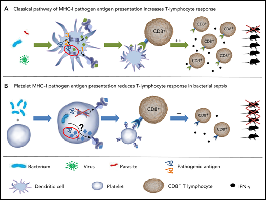 Model of antigen processing and presentation in DCs and platelets. (A) Classic pathways of MHC-I pathogen antigen processing in DCs. Exogenous antigens are internalized by DCs and subsequently processed (1) by the vacuolar pathway, by which the antigen is processed in vacuoles and then loaded on MHC-I; (2) by the phagosome-to-cytosol pathway, by which the antigen is taken up by vacuoles and then released into the cytoplasm. (3) Cytosolic antigens are processed by proteasomes and the resulting peptides loaded on MHC-I. Peptide-MHC-I complexes bind to specific T-cell receptors. T-cell proliferation and function are induced, improving survival of mice after infection. (B) Platelet MHC-I reduces CD8+ T-cell response in bacterial sepsis. Platelets internalize exogenous antigens. MHC-I is upregulated in platelets during sepsis. Antigen processing in platelets is independent of the platelet proteasome, at least for the model antigen OVA. Processed antigens are expressed by platelets through MHC-I. Interaction of platelet MHC-I with CD8+ T-lymphocytes reduces the count of CD8+ T-lymphocytes and cytokine release. In a polymicrobial mouse model, this interaction reduced survival.