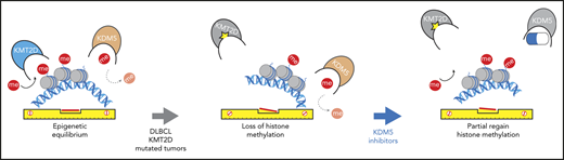 KDM5 inhibitors reequilibrate the epigenetic spirit level. Inhibition of KDM5 limits H3K4me3 loss in patients with DLBCL expressing mutated KMT2D.