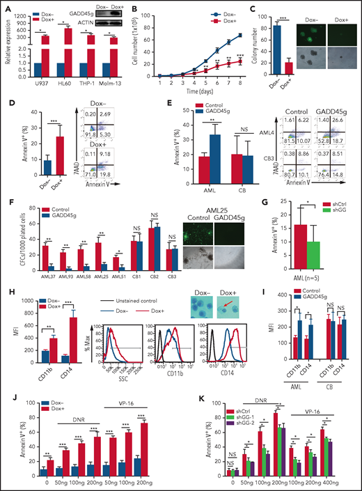 Human AML cells are sensitive to GADD45g overexpression. (A) qRT-PCR evaluation of GADD45g expression in AML cells with or without Dox-induced GADD45g overexpression and representative western blot in THP-1 cells. Effects of Dox-induced GADD45g expression on cell proliferation (B), colony formation (C), and apoptosis (D) in THP-1 cells as determined by cell counting, colony-forming assay, and flow cytometric analysis of Annexin V and 7AAD staining, respectively. (E) Primary BMMNCs from patients with AML (n = 5) and cord blood mononuclear cells from healthy donors (n = 5) were transfected with human GADD45g construct, and the percentage of apoptosis cells in green fluorescent protein (GFP)-positive cells were determined by fluorescence-activated cell sorting (FACS) analysis of Annexin V and 7AAD staining. (F) Colony formation of primary BM CD34+ from patients with AML (n = 5) and CB CD34+ cells from healthy donors (n = 3) after lentivirally transduced with GADD45g or empty vector control. (G) Primary BMMNCs from patients with AML (n = 5) were transfected with GADD45g small hairpin RNA (shGG) or scramble small hairpin RNA (shCtrl), and the percentage of apoptosis cells in GFP-positive cells were determined by FACS analysis of Annexin V and 7AAD staining. (H) Effects of Dox-induced GADD45g expression on cell differentiation of THP-1 cells, as determined by flow cytometric analysis of side-scatter profiles (SSC) and the expression of CD11b and CD14, and representative May-Grünwald-Giemsa staining in THP-1 cells with or without Dox treatment. Original magnification, ×400. (I) Effects of GADD45g overexpression on cell differentiation of primary BM CD34+ from patients with AML (n = 3) and CB CD34+ cells from healthy donors (n = 3), as determined by flow cytometric analysis of the expression of CD11b and CD14. THP-1 cells with GADD45g overexpression (J) or knockdown (K) were exposed to the indicated concentrations of daunorubicin (DNR) or VP-16 for 24 hours, and the percentage of apoptosis cells was determined by FACS analysis of Annexin V and 7AAD staining. Data are presented as mean ± SD of ≥3 independent experiments, and comparisons were evaluated by using the 2-tailed Student t test. *P < .05, **P < .01, ***P < .001. MFI, mean fluorescence intensity; NS, not significant.