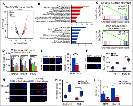 GADD45g overexpression represses HR DNA repair pathway. (A) Volcano plots of normalized gene expression in Molm-13 cells with or without Dox treatment as analyzed by RNA-seq. (B) Gene Ontology (GO) functional enrichment analysis of the RNA-seq data. Upregulated gene- enriched GO terms are represented by red, and downregulated gene-enriched GO terms are blue. (C) GSEA plot showing the enriched genes signature associated with HR in Molm-13 cells upon GADD45g overexpression. The normalized enrichment score (NES) and P values are shown. (D) qRT-PCR analysis of key HR genes including RAD51, BRCA1, and BRCA2 expression in THP-1, U937, HL60, and Molm-13 cells upon GADD45g overexpression. Data are presented as the fold change in gene expression relative to the negative control group, which is considered as 1. (E) Representative IF micrographs (left) of RAD51 foci in Molm-13 cells with or without Dox-induced GADD45g overexpression from 3 independent experiments, and quantification (right) of RAD51 foci (red) in nuclei (blue) per cell. Scale bar, 5 μm. (F) Representative micrographs (left) of the neutral comet assays for THP-1 and Molm-13 cells with or without Dox-induced GADD45g overexpression from 3 independent experiments, and quantification of tail-moments in comet assays (right). Representative IF micrographs showing γH2AX foci in Molm-13 cells, primary BMMNCs from patients with AML, and MNCs from human CB with or without GADD45g overexpression from 3 independent experiments (G), and quantification of the γH2AX foci per cell (H). Scale bar, 5 μm. (I) The efficiency of HR-mediated repair of I-SceI–induced DSB in THP-1 and Molm-13 cells transduced with pLV-GADD45g-mCherry (GADD45g) or lentiviral empty control vector (Control). Data are presented as the mean ± SD of ≥3 independent experiments, and comparisons were evaluated by using the 2-tailed Student t test. *P < .05, **P < .01, ***P < .001, ****P < .0001. DAPI, 4′,6-diamidino-2-phenylindole; NS, not significant.