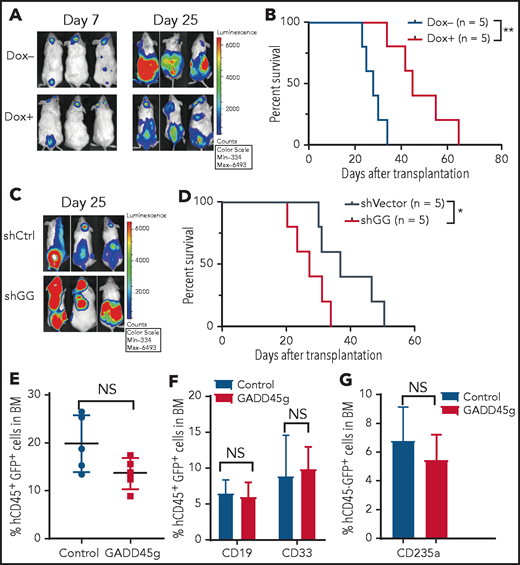 GADD45g inhibits progression of human AML cells in NOD/SCID mice. (A-B) Molm-13-luc2 cells were transfected with Dox-inducible GADD45g lentiviral vector and engrafted into NOD/SCID mice (8 × 105 cells per mouse). Dox 1 mg/mL was added to drinking water 7 days after transplantation for 1 week to induce GADD45g expression. (A) Bioluminescence imaging of representative mice from each group taken at day 7 and day 25 posttransplantation. (B) Kaplan-Meier survival curves are shown for 2 cohorts of transplanted mice. P values were determined by using the log-rank test (n = 5). NOD/SCID mice were inoculated via the tail vein with 5 × 105 Molm-13 cells with or without GADD45g knockdown. (C) Bioluminescence imaging of representative mice from each group taken at day 25 posttransplantation. (D) Kaplan-Meier survival curves are shown for 2 cohorts of transplanted mice. P values were determined by using the log-rank test (n = 5). (E) NOG mice were transplanted with 1 × 106 human CB CD34+ cells transduced with lentiviruses containing GADD45g or control vector. Percentages of hCD45+GFP+ cells in the BM of NOG mice at 16 weeks’ posttransplantation. Data are represented as the mean ± SD; n = 5 mice per group. (F) The percentage of CD19+ and CD33+ cells within the GFP+CD45+ population in the BM of NOG-recipient mice at 16 weeks’ posttransplantation. (G) The percentage of CD235a+ cells within the GFP+CD45– population in the BM of NOG-recipient mice at 16 weeks’ posttransplantation. Data are presented as the mean ± SD, and were analyzed by using the 2-tailed Student t test. *P < .05, **P < .01. NS, not significant; shCtrl, scramble small hairpin RNA; shGG, GADD45g small hairpin RNA.
