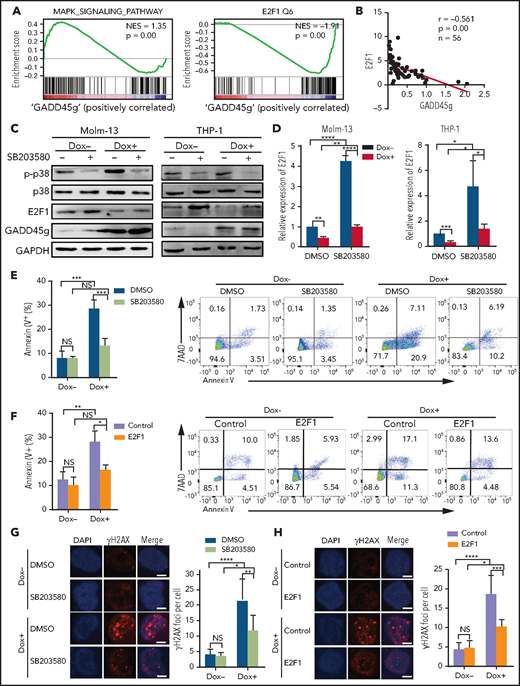 The antileukemic activities of GADD45g are mediated through inhibition of E2F1 via the p38 MAPK–dependent signaling pathway. (A) Significantly enriched GSEA signatures in the transcriptional profile of Molm-13 cells upon GADD45g overexpression. The normalized enrichment score (NES) and P values are shown. (B) Correlation of expression between GADD45g and E2F1 in BMMNCs from AML samples (n = 56). Correlation coefficient and P value of Spearman correlation test are shown. (C) Molm-13 cells and (left) and THP-1 cells (right) with or without Dox-induced GADD45g overexpression were treated with 1 μM SB203580 for 16 hours and then subjected to western blot to detect the indicated proteins. (D) Molm-13 cells and THP-1 cells with or without Dox-induced GADD45g overexpression were treated with 1 μM SB203580 for 16 hours. Relative mRNA expression of E2F1 was quantified by qRT-PCR. Molm-13 cells with or without Dox-induced GADD45g overexpression were treated with 1 μM SB203580 (E) or transduced with lentiviral vectors expressing E2F1 (F), and the percentage of apoptosis cells was determined by fluorescence-activated cell sorting (FACS) analysis of Annexin V and 7AAD staining. Molm-13 cells with or without Dox-induced GADD45g overexpression were treated with 1 μM SB203580 (G) or transduced with lentiviral vectors expressing E2F1 (H). Representative IF micrographs (left) showing γH2AX foci from 3 independent experiments and quantification (right) of γH2AX foci (red) in nuclei (blue) per cell. Scale bar, 5 μm. Data are presented as the mean ± SD of ≥3 independent experiments, and comparisons were evaluated by using the 2-tailed Student t test. Correlations between continuous variables were calculated by using the Pearson correlation. *P < .05, **P < .01, ***P < .001, ****P < .0001. DMSO, dimethyl sulfoxide; NS, not significant.