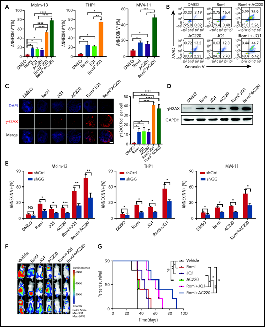 Combination of romidepsin (Romi) with AC220 or JQ1 exert synergistic antileukemic effects on FLT3-ITD+ and MLL-AF9+ AML, respectively. (A-B) Molm-13, THP-1, and MV4-11 cells were incubated with Romi (3 nM), AC220 (10 nM), JQ1 (100 nM), or combination as indicated for 48 hours, and apoptosis was determined by flow cytometric analysis of Annexin V/7-AAD. Percentage of annexin V+ cells (A) and the representative fluorescence-activated cell sorting (FACS) plots of Molm-13 cells (B). (C) Representative IF micrographs (left) from 3 independent experiments showing γH2AX foci in Molm-13 cells treated with Romi (3 nM), AC220 (10 nM), JQ1(100 nM), or combination as indicated for 48 hours, and quantification (right) of γH2AX foci (red) in nuclei (blue) per cell. Scale bar, 5 μm. (D) Western blot analysis of γH2AX levels in Molm-13 cells treated with Romi (3 nM), AC220 (10 nM), JQ1 (100 nM), or combination as indicated for 48 hours. (E) The AML cell lines with or without GADD45g knockdown were incubated with Romi (3 nM), AC220 (10 nM), JQ1 (100 nM), or combination as indicated for 48 hours; the percentage of apoptosis cells was determined by flow cytometric analysis of Annexin V and 7AAD staining. (F-G) Molm13-luc2 cells were injected intravenously into sublethally irradiated NOD/SCID mice (8 × 105 cells per mouse). Five days later, mice were treated with vehicle or Romi (1.5 mg/kg), AC220 (10 mg/kg), JQ1 (50 mg/kg), or combination as indicated for 2 weeks. (F) Bioluminescence imaging of representative mice from each group taken at day 25 posttransplantation. (G) Survival curve of each group mice. P values were determined by using the log-rank test (n = 5). Data are presented as the mean ± SD of ≥3 independent experiments. Comparisons were evaluated by using the 2-tailed Student t test, and multiple groups were analyzed with the 1-way analysis of variance. *P < .05, **P < .01, ***P < .001, ****P < .0001. DAPI, 4′,6-diamidino-2-phenylindole; GAPDH, glyceraldehyde-3-phosphate dehydrogenase; NS, not significant.
